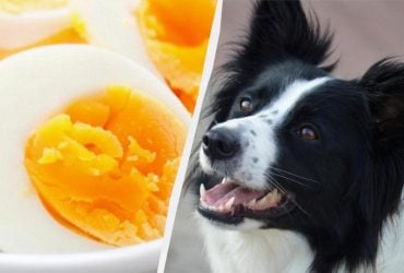 Чи можна собакам їсти яйця: ветеринарка дала чітку відповідь