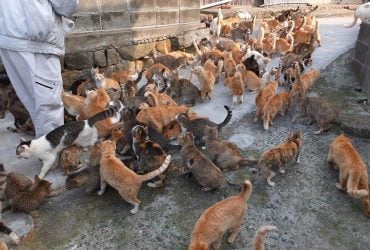 На острові живе більше диких кішок, ніж людей: вчені дізналися дещо цікаве про їхню генетику