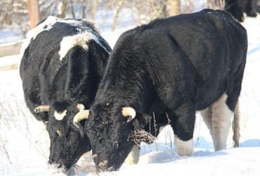 Возле Чернобыля заметили стадо одичавших коров (фото)