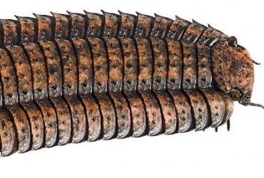 Биолог рассказал о самой большой многоножке в истории: она была крупнее человека