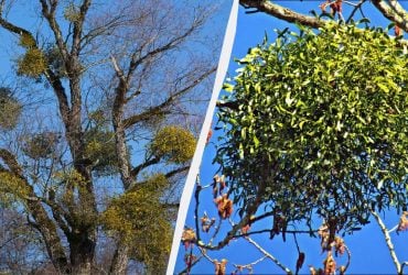 На деревах з'являються дивні зелені кулі: що це за явище і чим воно небезпечне