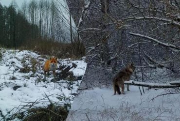 Гуляют по заснеженным чащам: ученые показали обитателей Чернобыльского заповедника (фото)