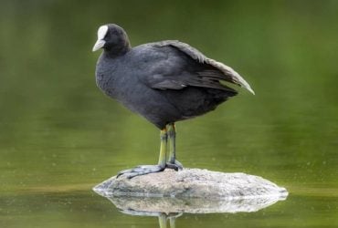 Видає звук, схожий на відкорковування шампанського: на Одещині спіймали цікавого птаха