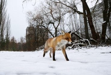 Скиглять та нявчать: фахівці розповіли, як проходить шлюбний період у лисиць біля Чорнобиля
