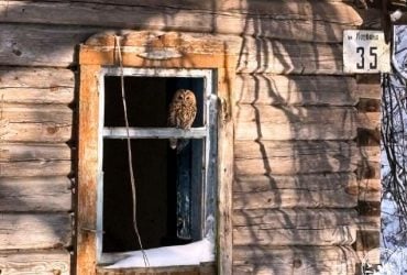 Вблизи Чернобыля заметили загадочную птицу, притаившуюся в заброшенном здании