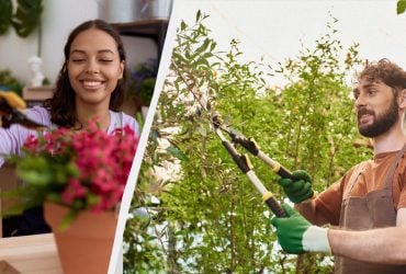 Вони можуть цього не пережити: які рослини не слід обрізати взимку