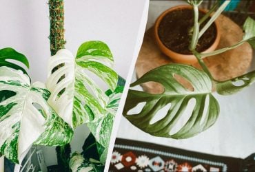 Монстери не варто вирощувати вдома, і ось чому: 3 причини небезпеки