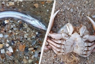 Рыбы и рапаны: в Одесской области шторм выбросил на побережье множество обитателей моря (фото)