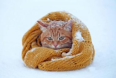 Синоптики розказали, яка погода чекає на українців у перші дні лютого