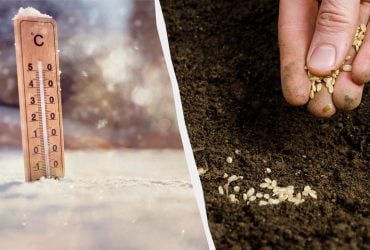 Уже в травні буде повний город: що сіяти в лютому на розсаду