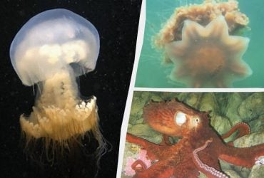 Жалять і хапають з відстані 30 метрів: названо 5 тварин із найдовшими щупальцями у світі