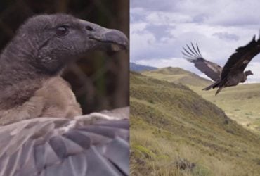 В Чили выпустили в небо легендарных птиц: страна спасает крупнейшего хищника с крыльями