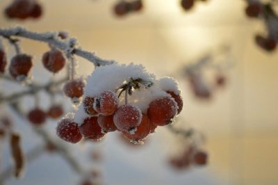 24 січня по всій Україні йтиме сніг