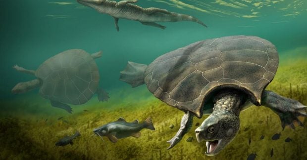 учені описали найбільшу прісноводну черепаху в історії