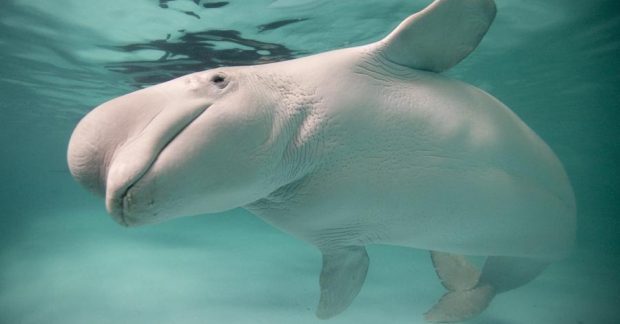 Тайна белых китов: анализ ДНК более 600 белух из Аляски ошарашил ученых Kép