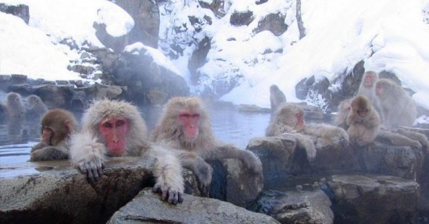 В Японии живут обезьяны, которые купается в горячих источниках: на то есть удивительная причина Kép
