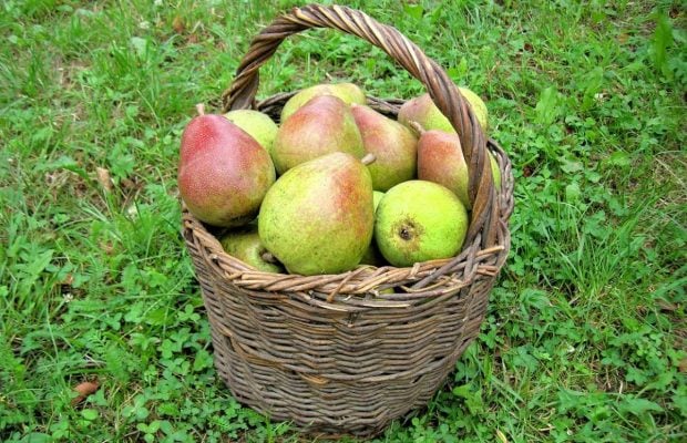 Как вырастить грушевое дерево в помещении: эксперты раскрыли секрет сладких плодов