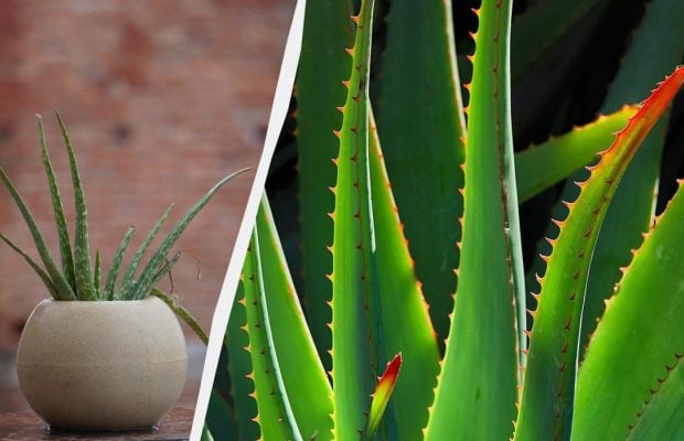 Почему сохнет алоэ и как его спасти: 7 простых шагов