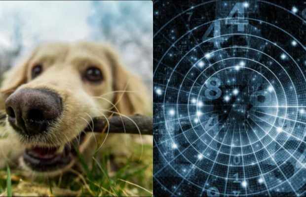 Люди, родившиеся в эти месяцы, умеют понимать животных без слов