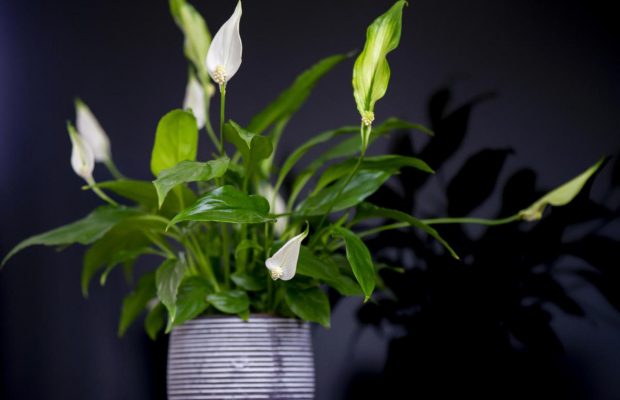 Як розділити спатифілум, щоб отримати більше квітів та покращити здоров'я коренів