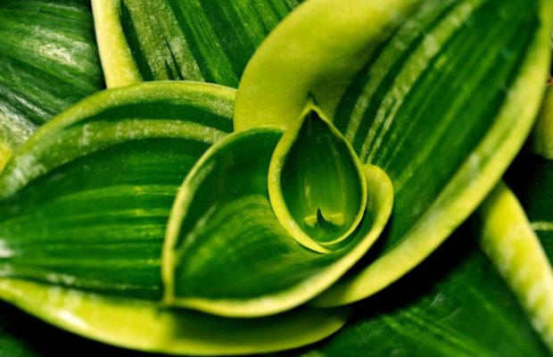 Новий горщик - довге життя: коли можна пересаджувати тещин язик