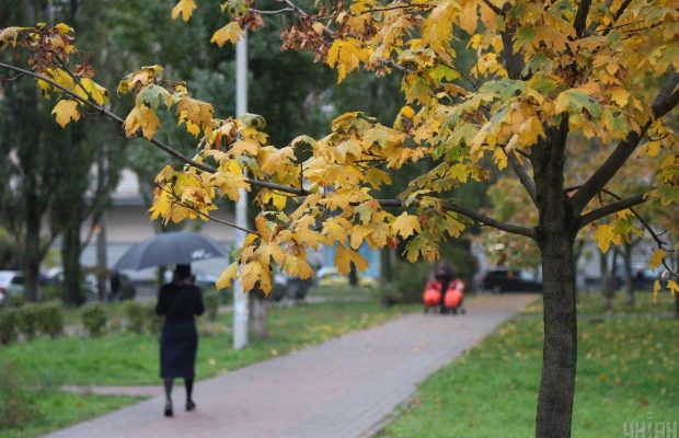 Садівники назвали 6 дерев, які ніколи не слід садити у дворі