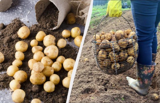 Ось чому ваша картопля виростає дрібною: 7 грубих помилок дачників