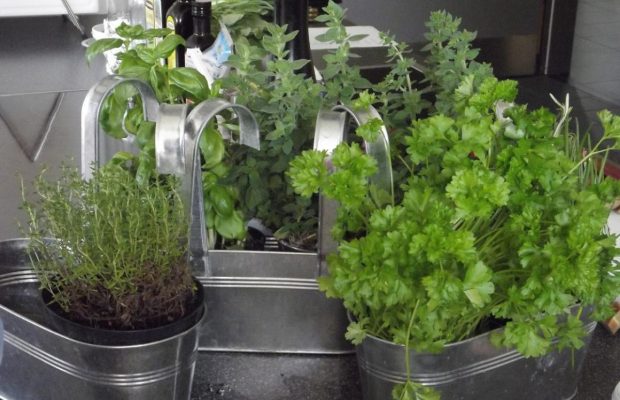 6 трав, які варто почати вирощувати з насіння вже зараз, щоб мати весняний урожай