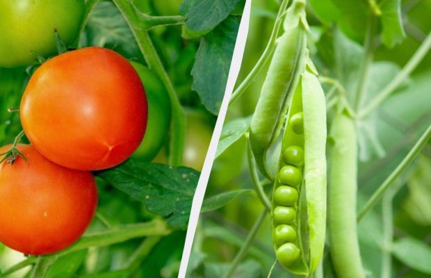 Експерти назвали 7 овочів, які варто посадити в січні