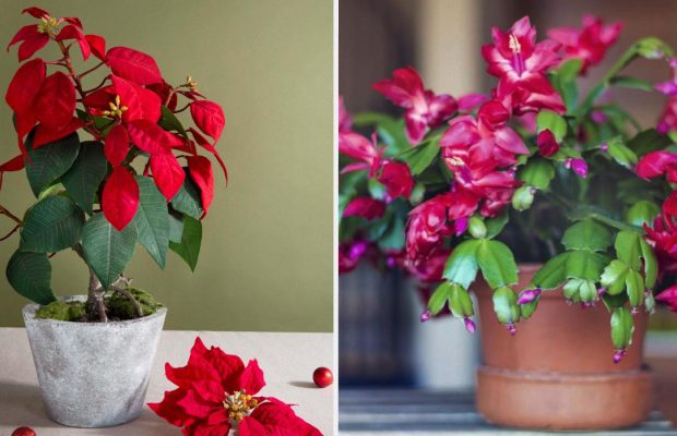 Якщо не вистачає кольорів: які квіти цвітуть взимку на підвіконні
