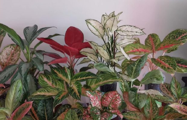 Красиві кімнатні рослини, які прикрасять будинок: експерти назвали 5 варіантів