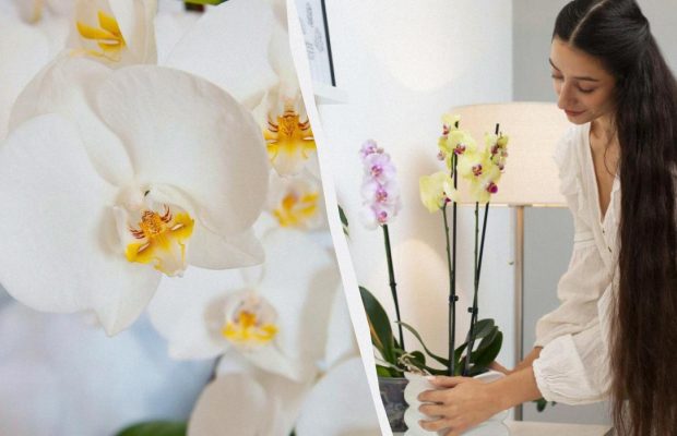 Немає квітів: що робити, якщо орхідея пішла в "спокій"