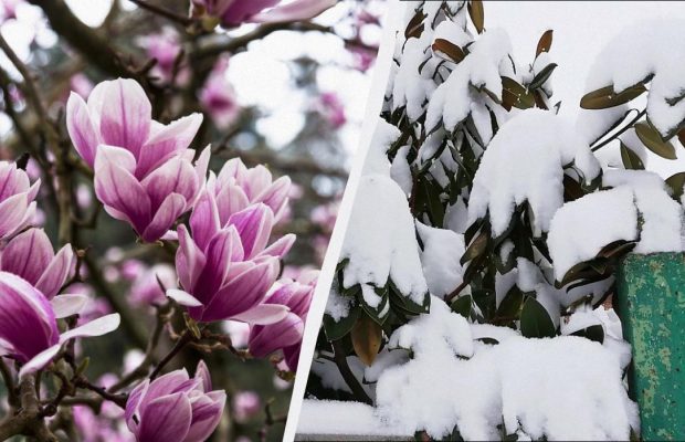 Як зберегти магнолію взимку: 6 порад, щоб квіти не замерзли
