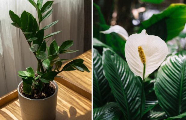 Яку рослину найпростіше вирощувати вдома: легкі та красиві кімнатні варіанти