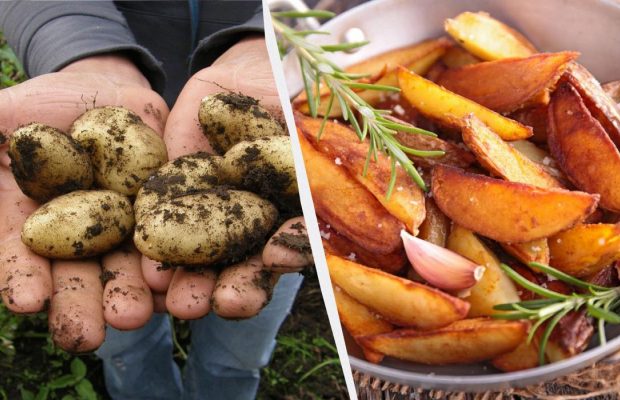 Названо 6 найсмачніших сортів картоплі в Україні: фермери їх обожнюють