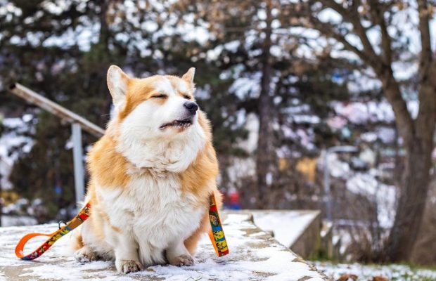 Що робити, якщо собака тягне повідець на прогулянці: експерт-кінолог поділилася порадами