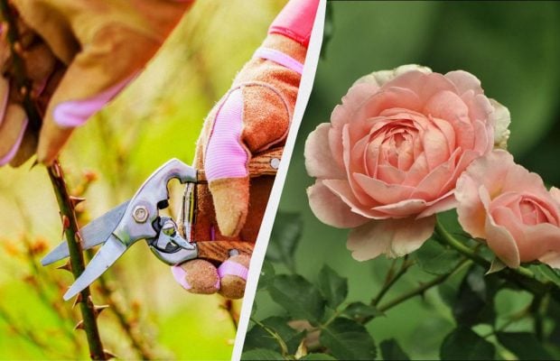 Сейчас лучшее время для черенкования роз: вот как их размножить - получится у каждого