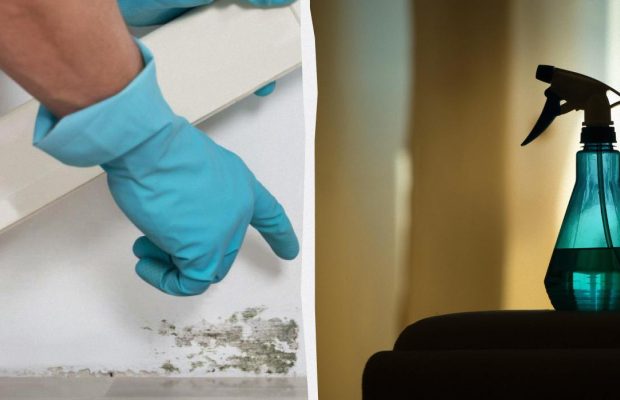 Цвіль більше не повернеться: доступний засіб врятує стіни від темних плям