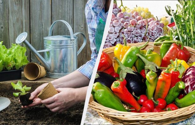 Только в эти дни стоит сажать рассаду: самый точный посевной календарь на февраль 2026