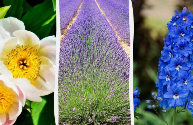 10 багаторічних рослин, які не будуть рости разом попри свою чудову красу