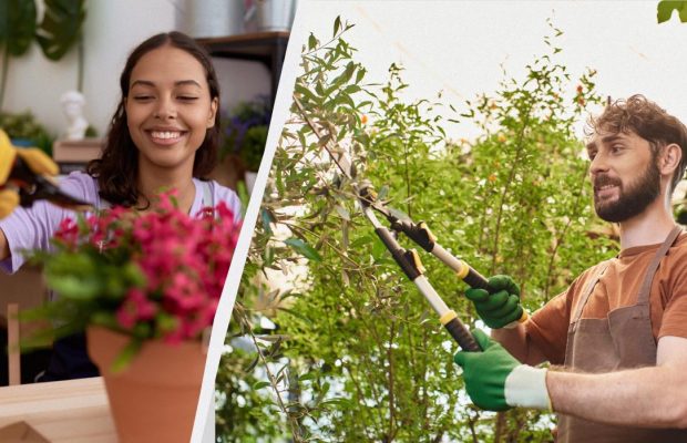 Вони можуть цього не пережити: які рослини не слід обрізати взимку