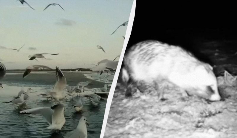 В Одесской области природа устроила птицам и животным "роскошный пир" на воде (видео)