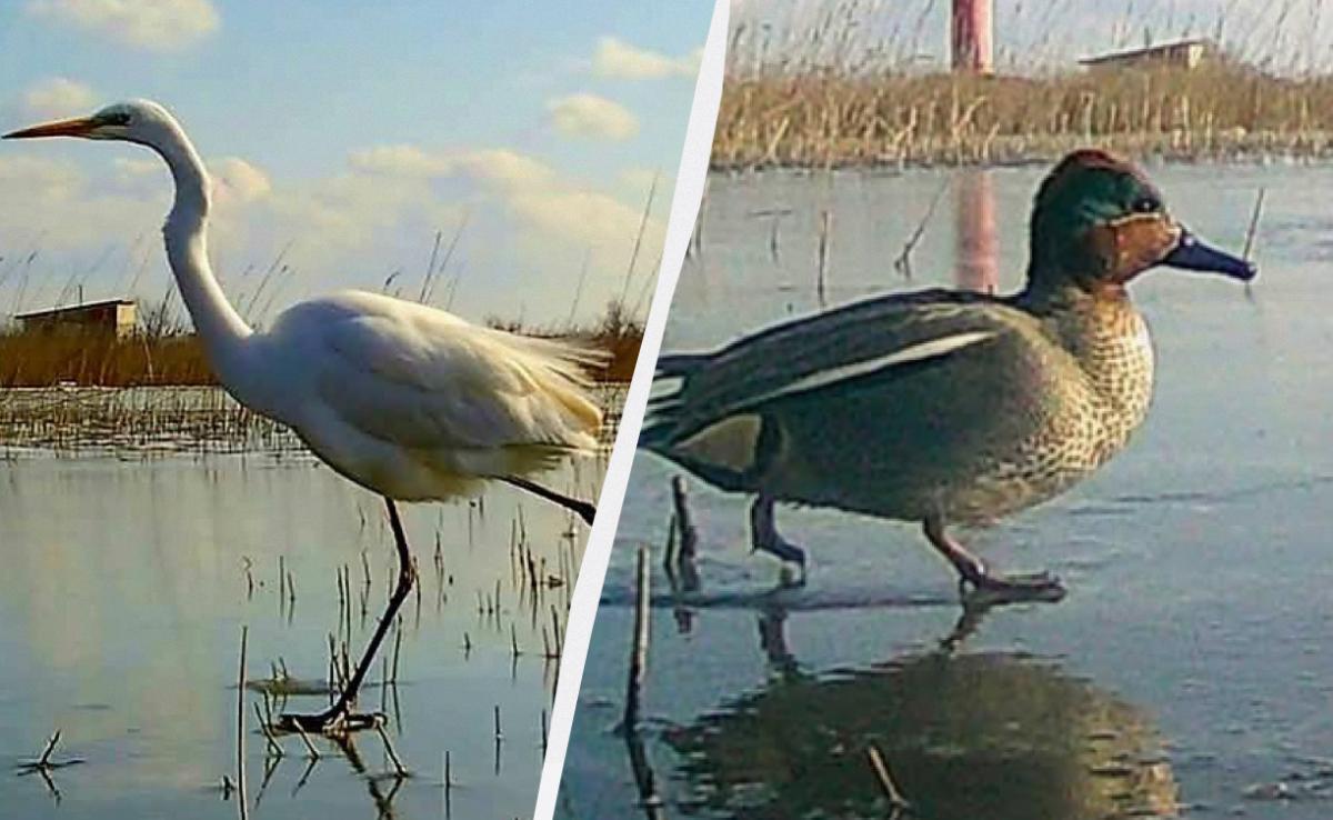 Как в Одесской области птицы ищут пищу по замерзшим лиманам (фото) Как в Одесской области птицы ищут пищу по замерзшим лиманам (фото)