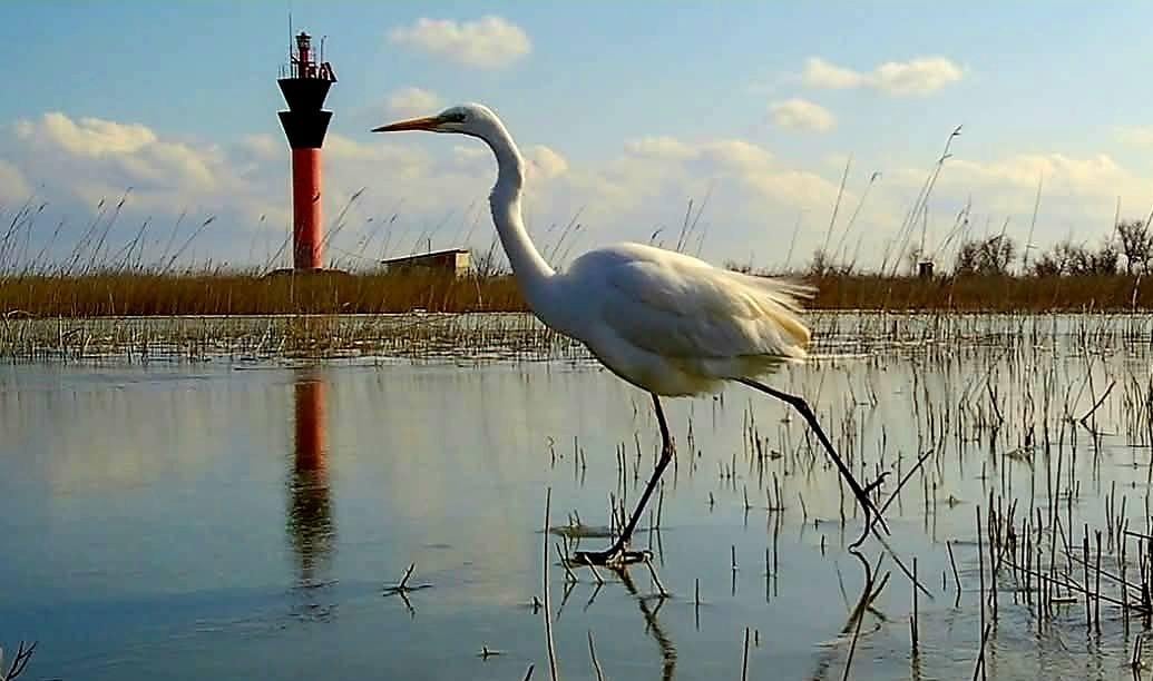 Как в Одесской области птицы ищут пищу по замерзшим лиманам (фото) Как в Одесской области птицы ищут пищу по замерзшим лиманам (фото)