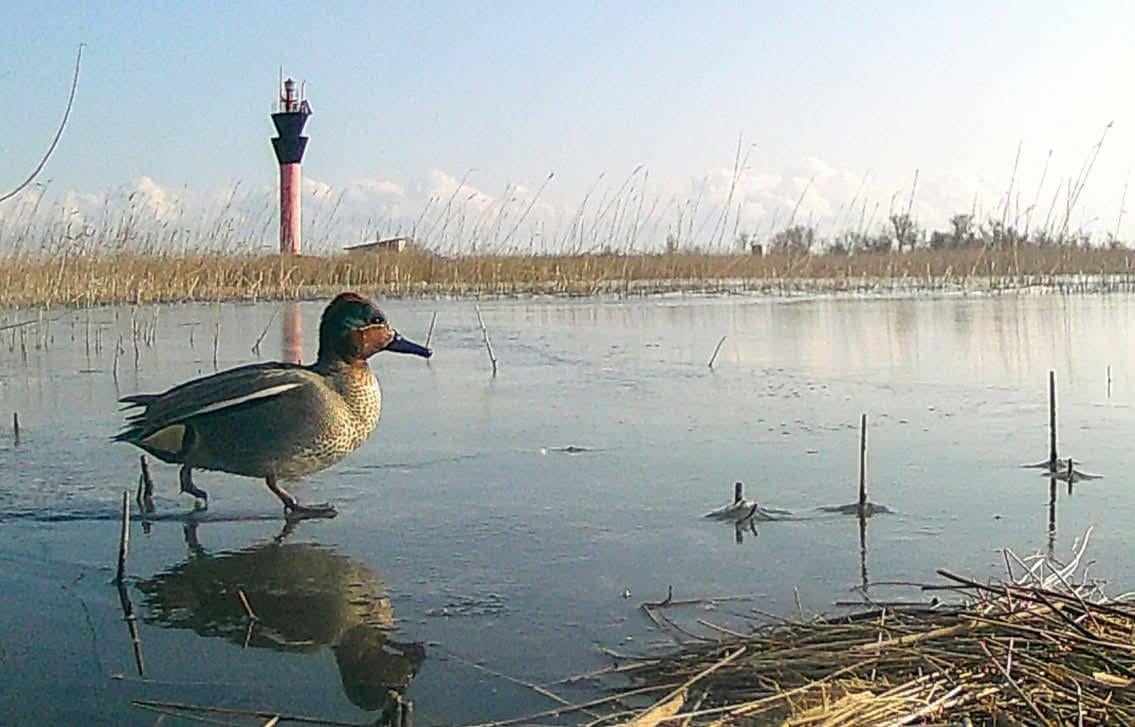 Как в Одесской области птицы ищут пищу по замерзшим лиманам (фото) Как в Одесской области птицы ищут пищу по замерзшим лиманам (фото)