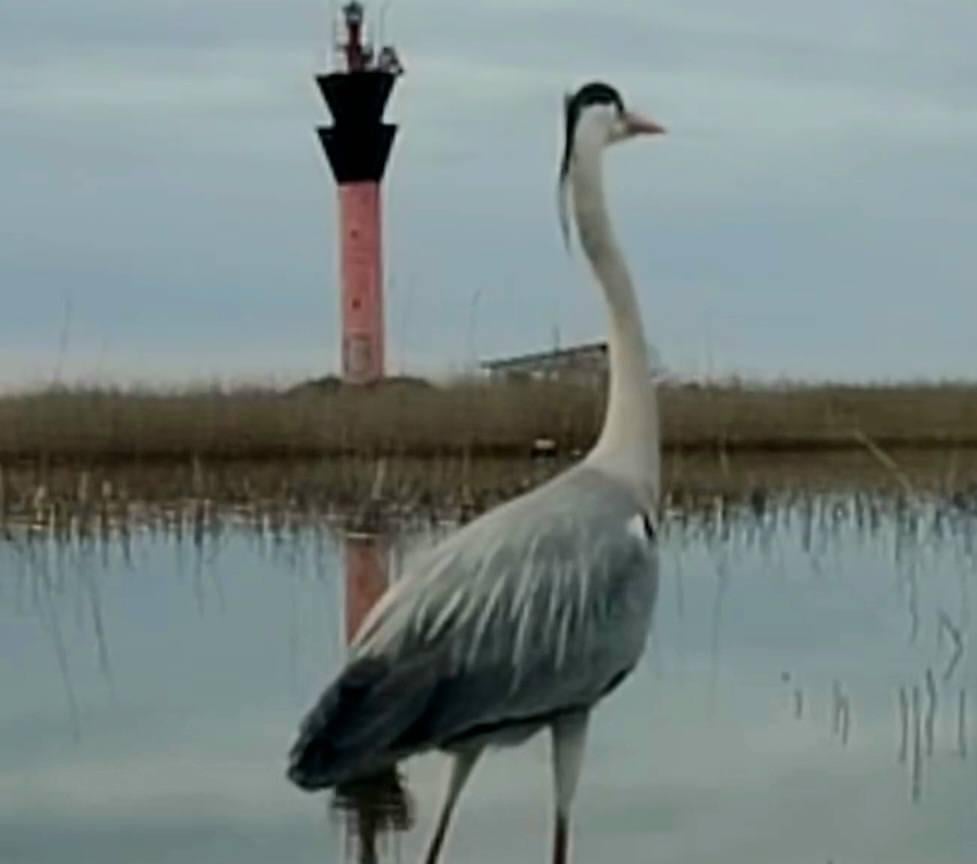 Как в Одесской области птицы ищут пищу по замерзшим лиманам (фото) Как в Одесской области птицы ищут пищу по замерзшим лиманам (фото)