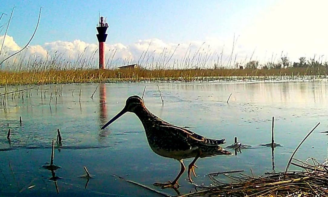 Как в Одесской области птицы ищут пищу по замерзшим лиманам (фото) Как в Одесской области птицы ищут пищу по замерзшим лиманам (фото)