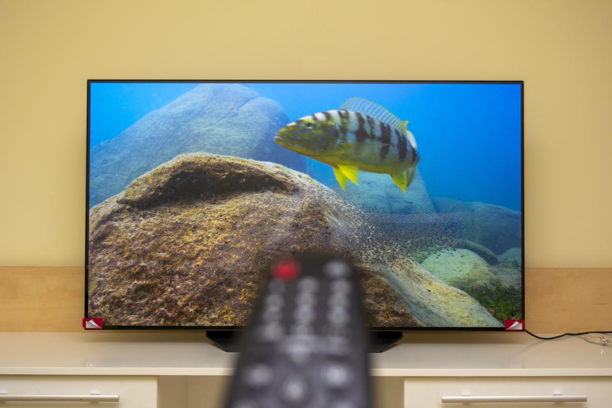 Многие покупатели не знают: вот почему OLED-телевизоры такие дорогие