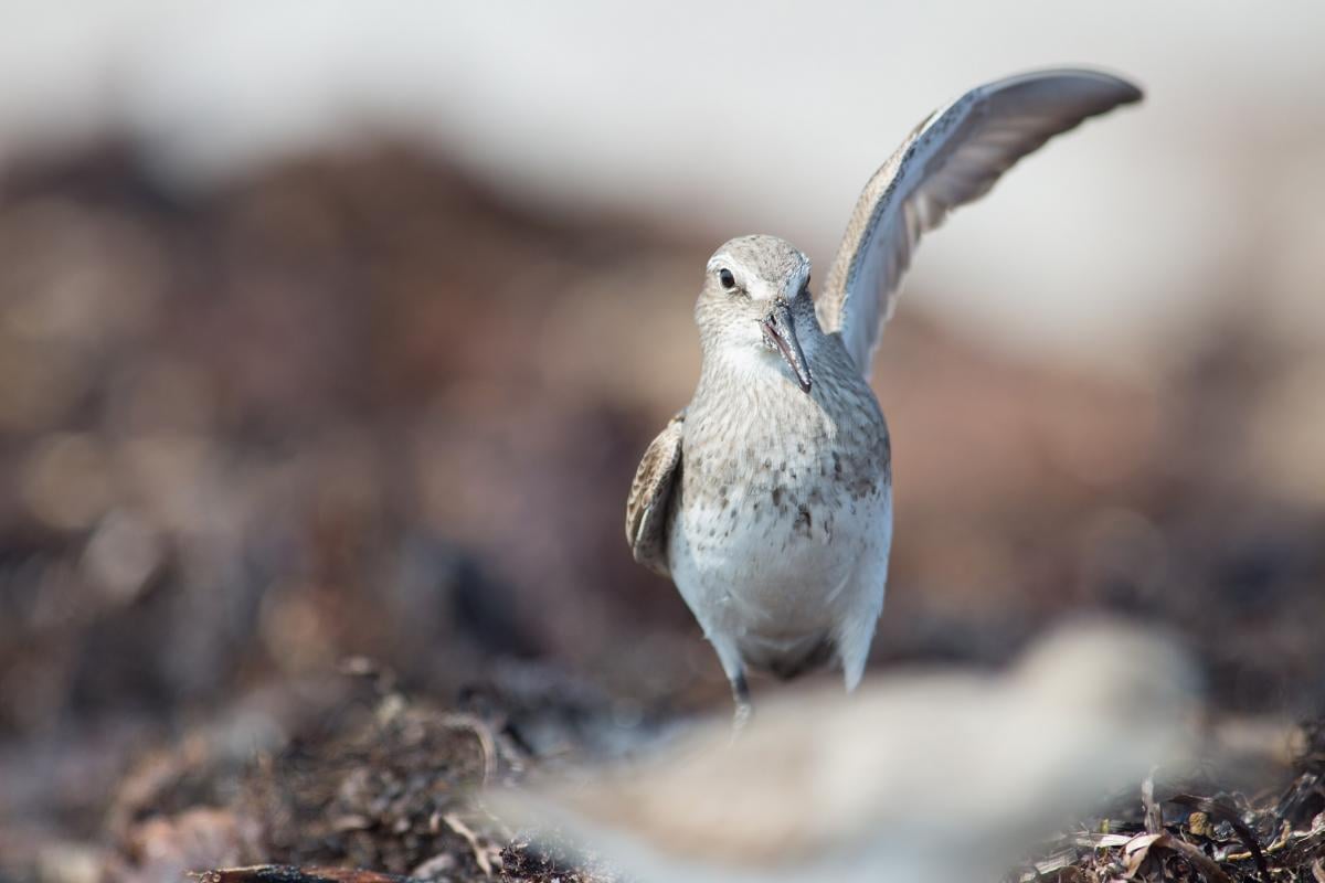 В мире есть птица, которая может пролететь более 13 000 км без остановки: как ей это удается