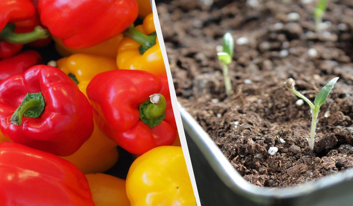 когда сеять перец на рассаду когда сеять перец на рассаду